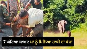 ਹਾਥੀ ਦੇ ਬੱਚੇ ਅਤੇ ਉਸ ਦੀ ਮਾਂ ਦਾ ਇਹ ਮਿਲਾਪ ਕਰ ਦੇਵੇਗਾ ਭਾਵੁਕ, ਦੇਖੋ VIDEO