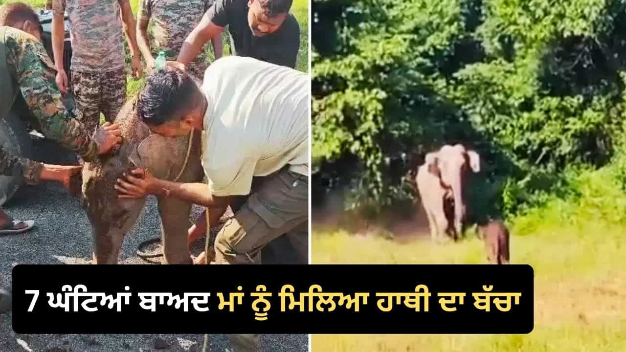 Viral Elephant Video: 7 ਘੰਟਿਆਂ ਦੇ Rescue ਤੋਂ ਬਾਅਦ ਮਾਂ ਨਾਲ ਮਿਲਿਆ ਹਾਥੀ ਦਾ ਬੱਚਾ, ਭਾਵੁਕ ਕਰ ਦੇਵੇਗਾ ਦੋਵਾਂ ਦੇ ਮਿਲਾਪ ਦਾ ਇਹ ਨਜ਼ਾਰਾ