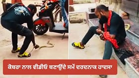 ਕੋਬਰਾ ਨਾਲ ਵੀਡੀਓ ਸ਼ੂਟ ਕਰ ਰਿਹਾ ਸੀ ਸਨੈਕ ਕੈਚਰ, ਸੱਪ ਦੇ ਡੰਗਣ ਨਾਲ ਹੋਈ ਮੌਤ